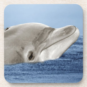 The smiling dolphin coaster