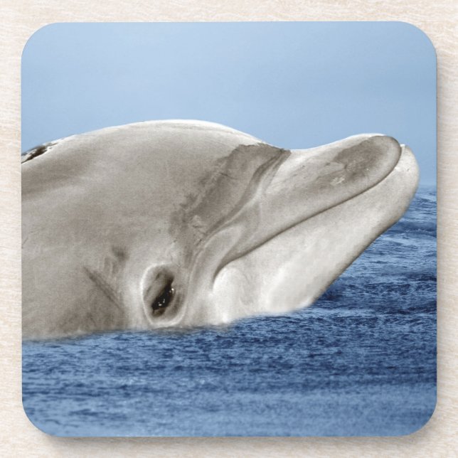 The smiling dolphin coaster (Front)