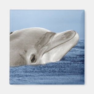 The smiling dolphin magnet