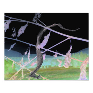 "The Snake's Farewell" Transformed Snakeskin Photo Print