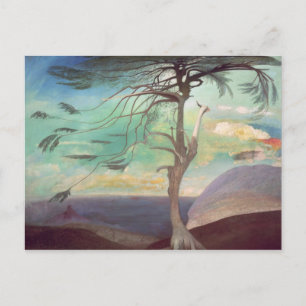 The Solitary Cedar, 1907 Postcard
