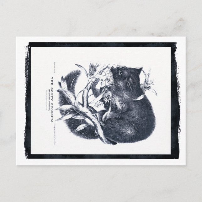 The Sooty Opossum Postcard (Front)