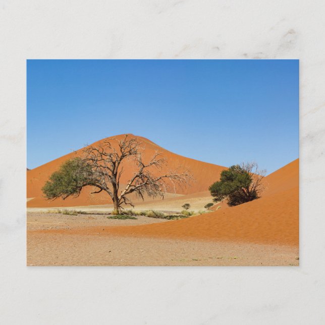 The Sossusvlei dunes in Namibia Postcard (Front)