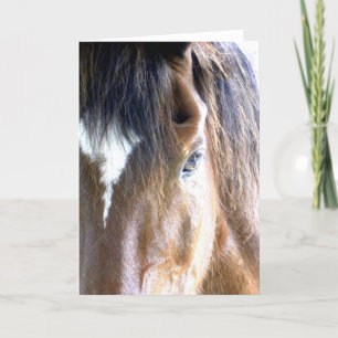 The Soul l Horse Face Close-Up Photography Card