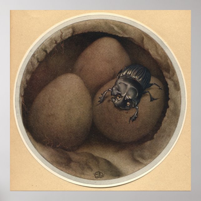 THE SPANISH COPRIS - Insect Book Illustration Poster (Front)