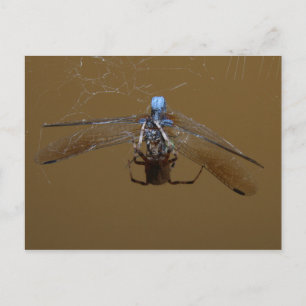 The Spider and the (Fire) Fly Postcard