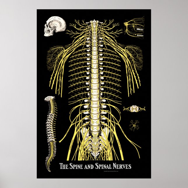 The Spine and Spinal Nerves Chiropractic Chart (Front)