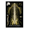 The Spine and Spinal Nerves Chiropractic