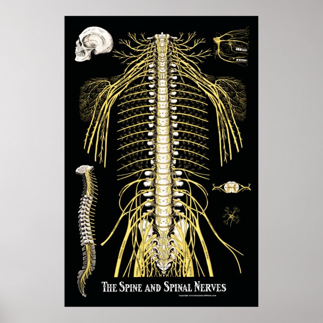 The Spine and Spinal Nerves Chiropractic Poster (Front)
