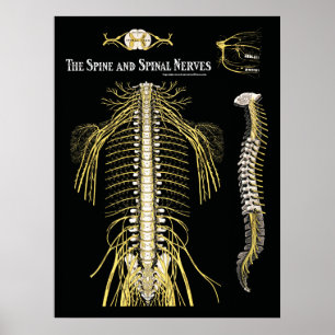 The Spine and Spinal Nerves Chiropractic Poster