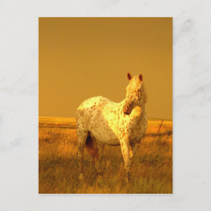 The Spotted Horse In The Golden Glow of A Prairie Postcard