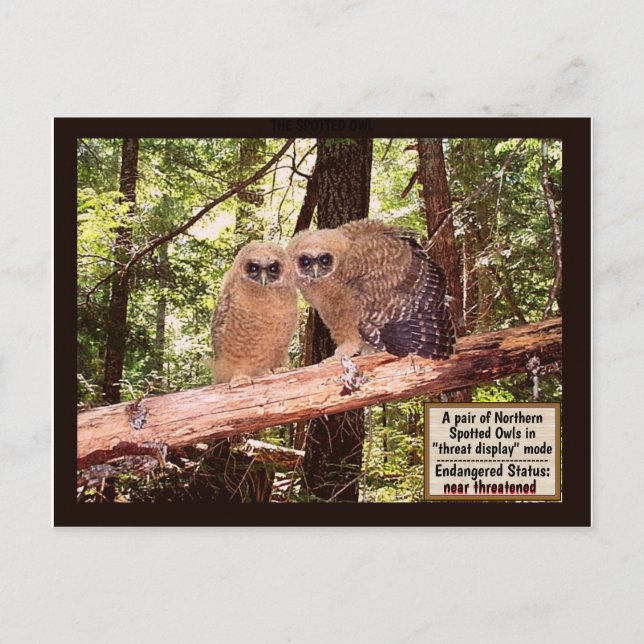THE SPOTTED OWL: POSTCARD #2 (Front)
