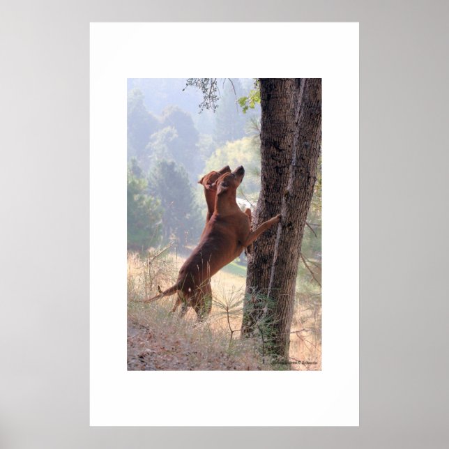 The Squirrel Hunt Poster (Front)