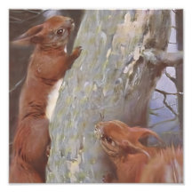 THE SQUIRREL (Sciurus vulgaris)