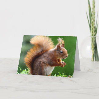 The Squirrel Valentine Card