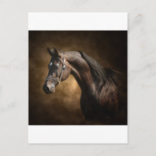 The Stallion Postcard