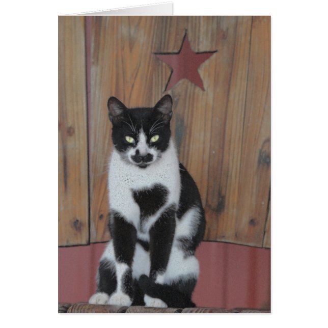 The Star - Black & White Cat on Wood Chair (Front)