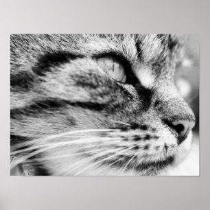 The Stare Poster