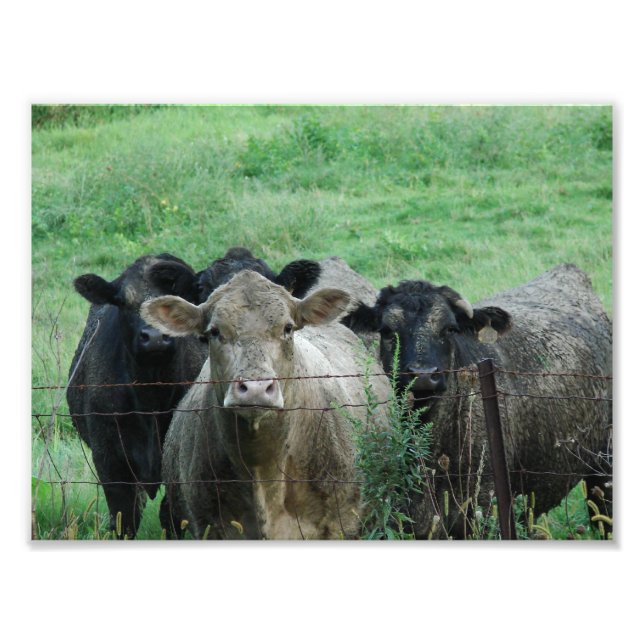 The Steers Photo Print (Front)