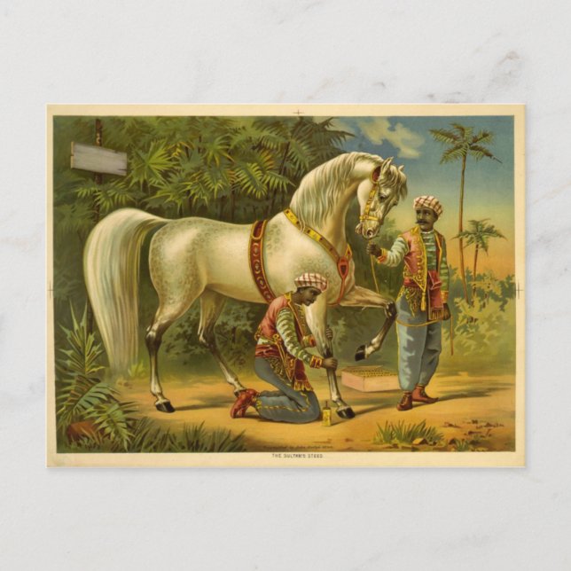 The Sultan's steed Postcard (Front)