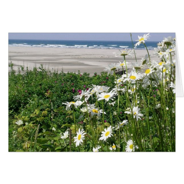 "The Summer Ocean Daisy" (Front Horizontal)