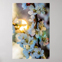 The Sun And Japanese Apricot Flowers