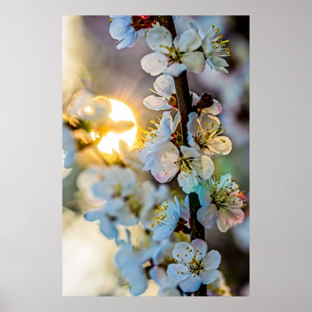The Sun And Japanese Apricot Flowers Poster (Front)