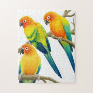 The Sun Conure Parrots Puzzle