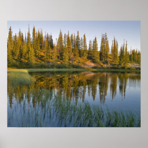 The sunrise illuminates trees on an unnamed poster