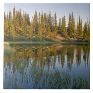 The sunrise illuminates trees on an unnamed tile