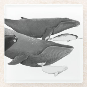The Swim Of Whales Illustration Art Whale White   Glass Coaster