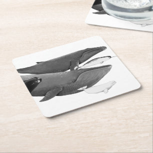 The Swim Of Whales Illustration Art Whale White Square Paper Coaster