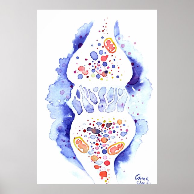 The synapse and the nerve impulse poster (Front)