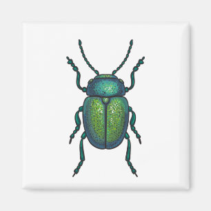 The tansy beetle magnet