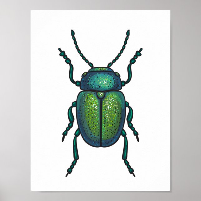 The tansy beetle poster (Front)
