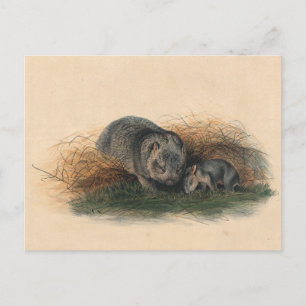 The Tasmanian Wombat by Joseph Wolf Postcard