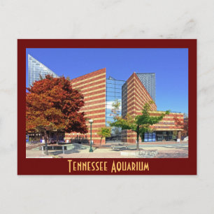 The Tennessee Aquarium - Chattanooga, TN. Postcard
