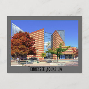 The Tennessee Aquarium - Chattanooga, TN. Postcard