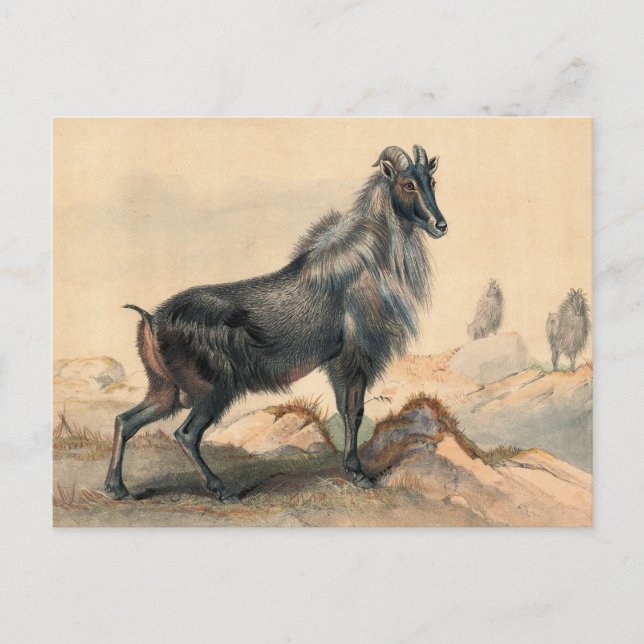 The Thar Goat by Joseph Wolf Postcard (Front)