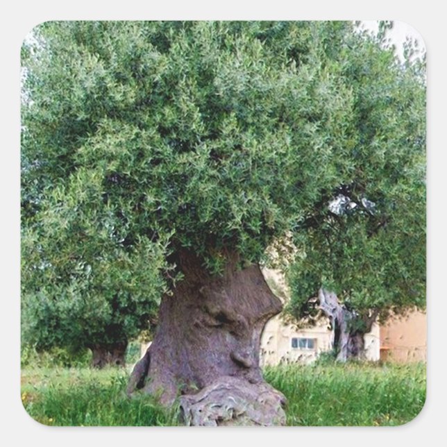 The Thinking Tree in Pugia Square Sticker (Front)