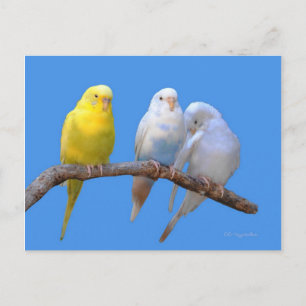 The Third Wheel Postcard