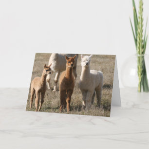 The Three Amigos, Alpaca-Style Card