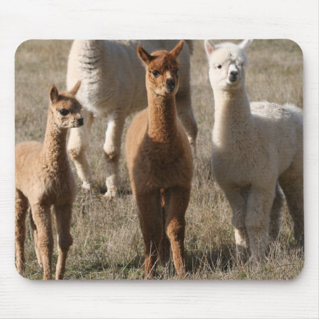 The Three Amigos, Alpaca-Style Mouse Pad (Front)
