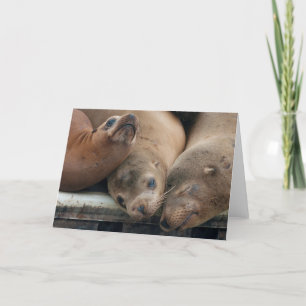 The Three Amigos - California Sea Lions Card