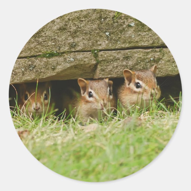 the three amigos classic round sticker (Front)