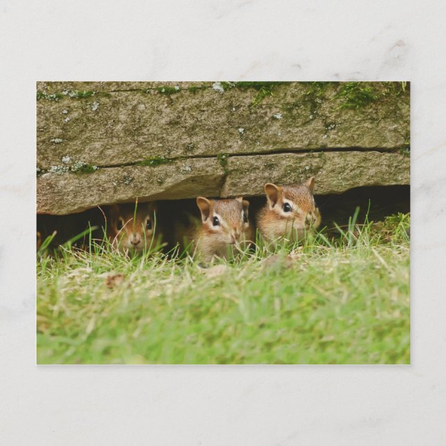 the three amigos postcard (Front)