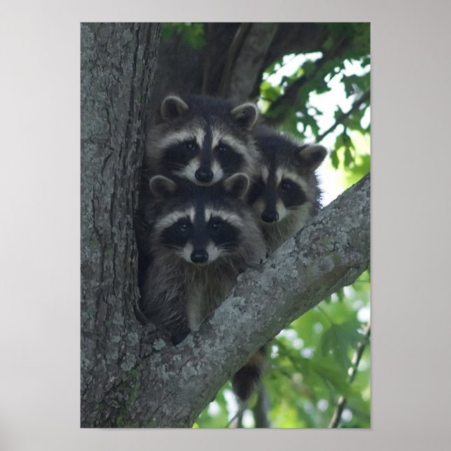 The Three Amigos Poster (Front)