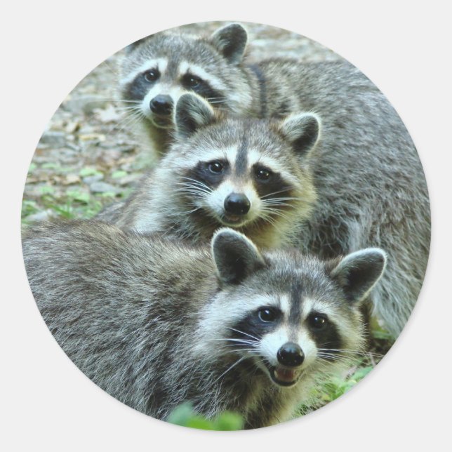 The Three Raccoons Classic Round Sticker (Front)