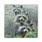 The Three Raccoons