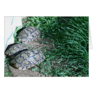 The Three  Tortoises  Card